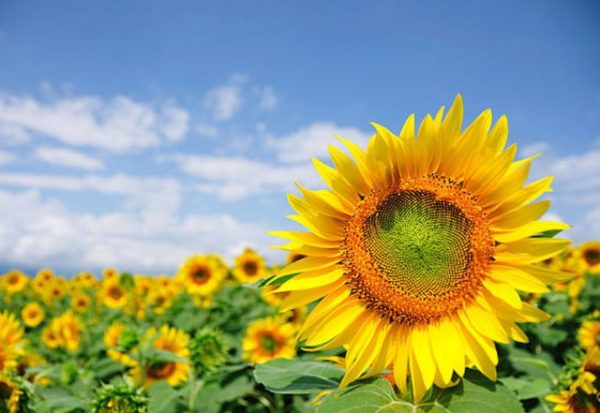 Nằm mơ thấy hoa màu vàng đánh số gì? Mơ thấy hoa vàng là điềm gì?