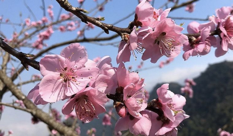 Mơ thấy hoa đào đánh con số mấy?